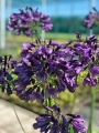 Agapanthus 'Poppin' Purple'