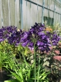 Agapanthus Poppin Purple
