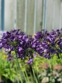 Agapanthus Poppin Purple