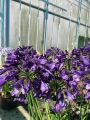 Agapanthus Poppin Purple