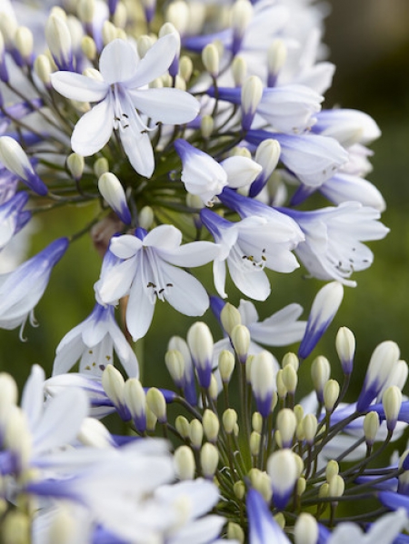 Agapanthus 'Twister'