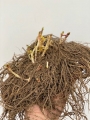 Phlox Rare Root Perennial