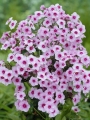 Bright Eyes Phlox