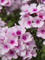 Phlox Paniculata 'Bright Eyes'