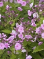 Phlox Junior Abundance