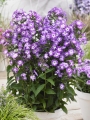 Phlox Laura