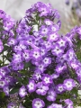 Phlox Paniculata 'Laura'