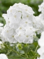 Phlox Paniculata 'Rembrandt'