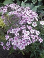 Phlox Paniculata 'Rijnstroom'