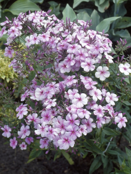 Phlox Paniculata 'Rijnstroom'