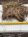 XXXL Agapanthus Root