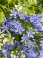 Agapanthus 'Dr Brouwer' 