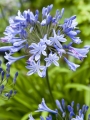 Agapanthus 'Dr Brouwer' 
