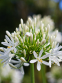 White Agapanthus Flowers