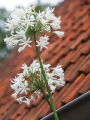 Agapanthus Polar ice