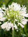 Agapanthus Polar ice