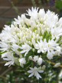 White Agapanthus Polar ice