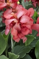 Pink Canna Lily
