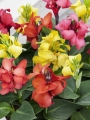 Mixed Cannas (Pack of 5)