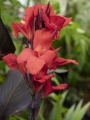 Red Canna Lily