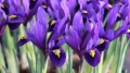 Iris Blue Hill