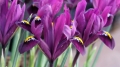 Iris Purple Hill