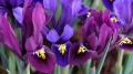 Iris Blue Hill and Purple Hill