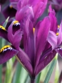 Iris Purple Hill