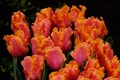 Amazing Parrot tulip