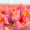Amazing Parrot Tulip
