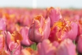 Amazing Parrot Tulip