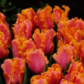 Tulip Amazing Parrot