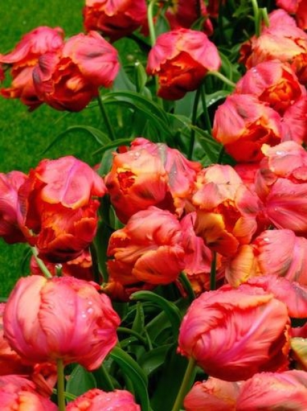 Tulip 'Avignon Parrot'