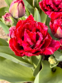 Cranberry Thistle Tulip