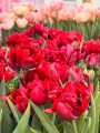 Cranberry Thistle Tulips