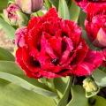 Cranberry Thistle Tulips