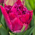 Tulip 'Cranberry Thistle'