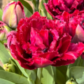 Cranberry Thistle Tulips