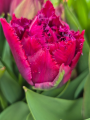 Tulip 'Cranberry Thistle'