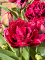 Tulip 'Cranberry Thistle'