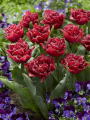 Cranberry Thistle Tulips