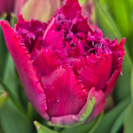 Tulip 'Cranberry Thistle'