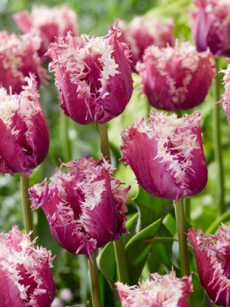 Tulip 'Crunchy Cummins'