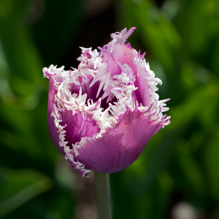 Tulip 'Crunchy Cummins'