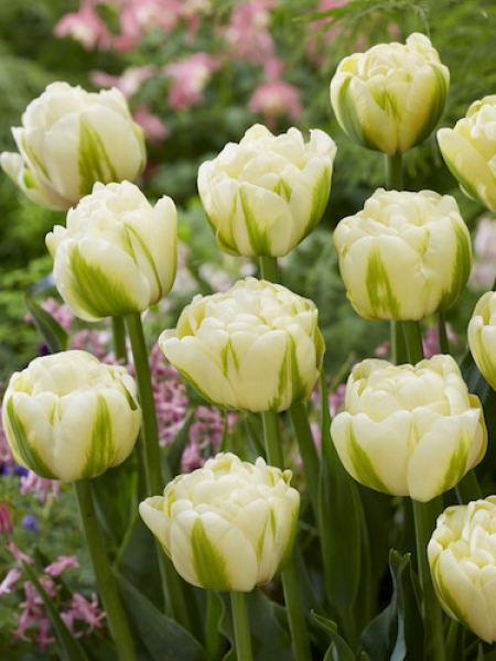 Tulip 'Yukon'
