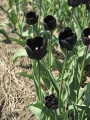 Night Wish tulip
