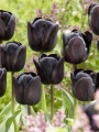 Tulip Night Wish
