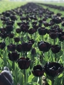 Tulip 'Night Wish'