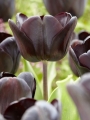 Tulip Night Wish
