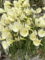Narcissus Bulbocodium Arctic Bells 
